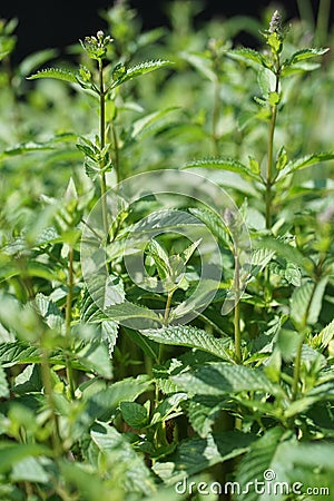 Peppermint, Mentha Ã— piperita, also known as Mentha balsamea Wild is a hybrid mint, a cross between watermint and spearmint. Stock Photo